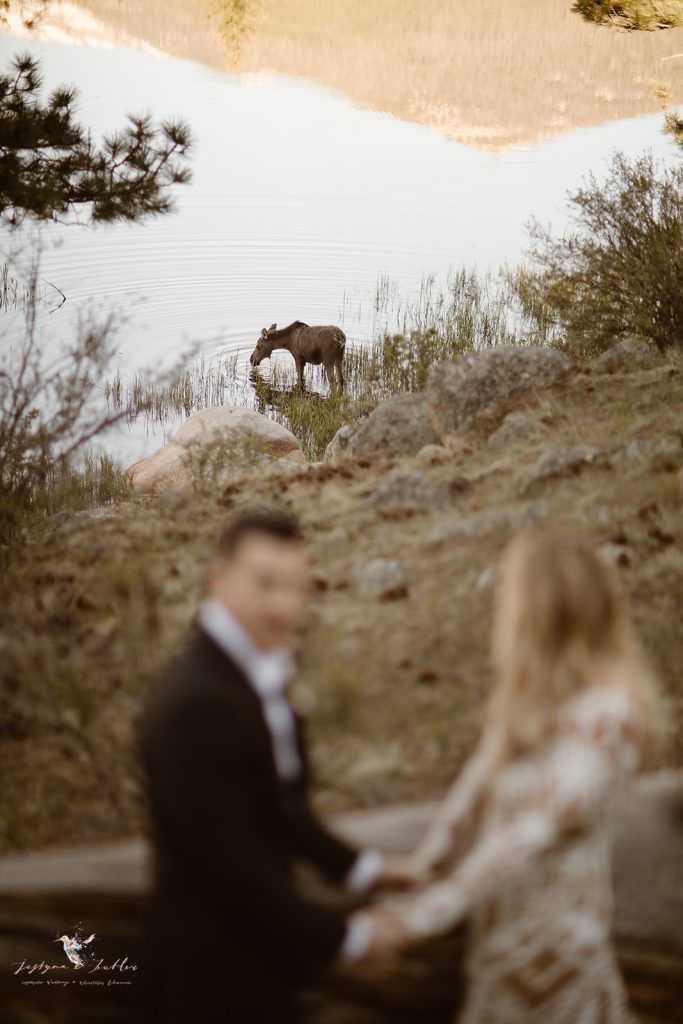 Baby moose exploring the alpine landscape in Rocky Mountain National Park