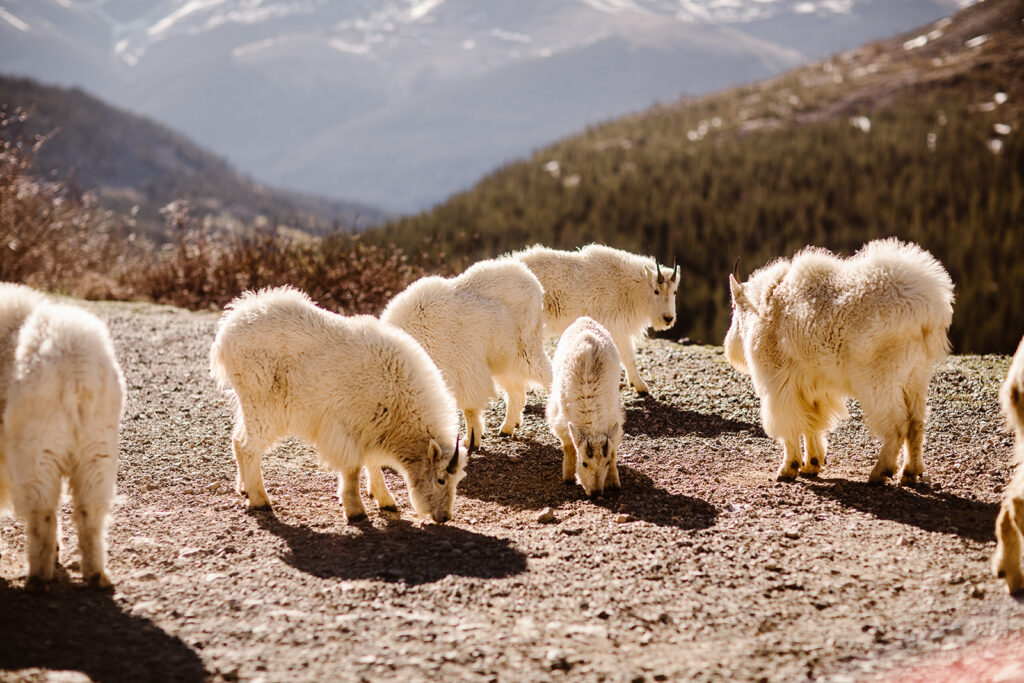 Colorado Mountain Goats captured during hiking elopement at Blue Lakes, Colorado by Justyna E. Butler, Colorado Elopement Photographer specializing in cinematic adventure elopements, hiking elopements, intimate weddings in the Rocky Mountains of Colorado & Worldwide
